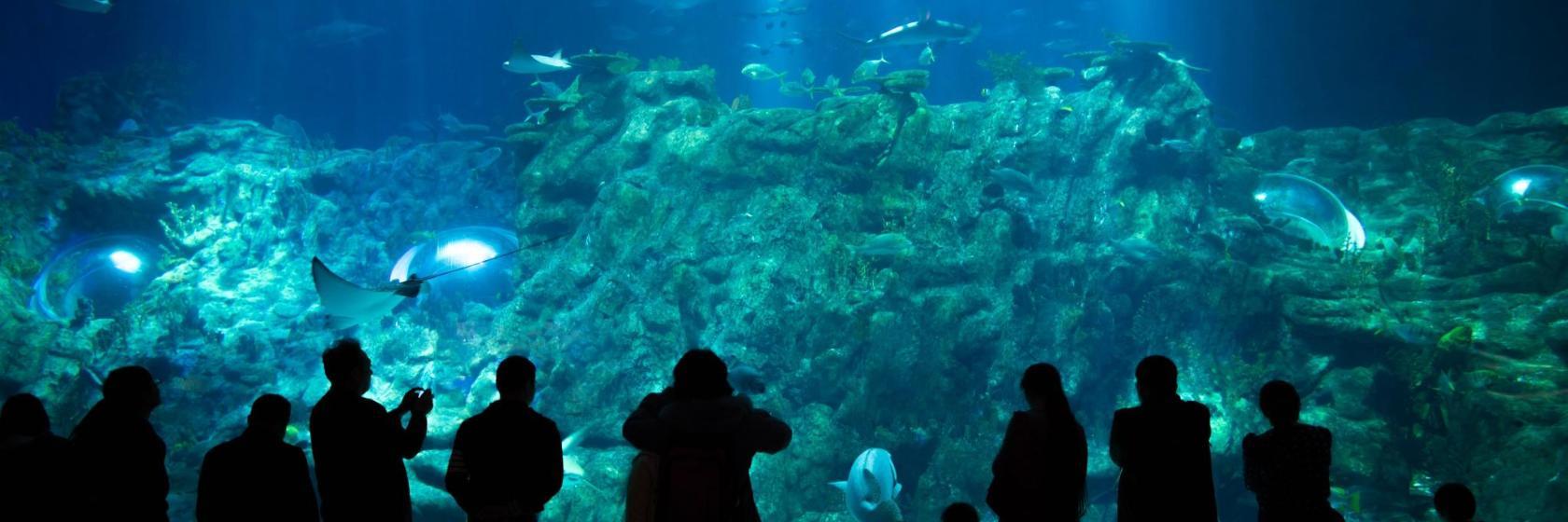 The Scientific Center